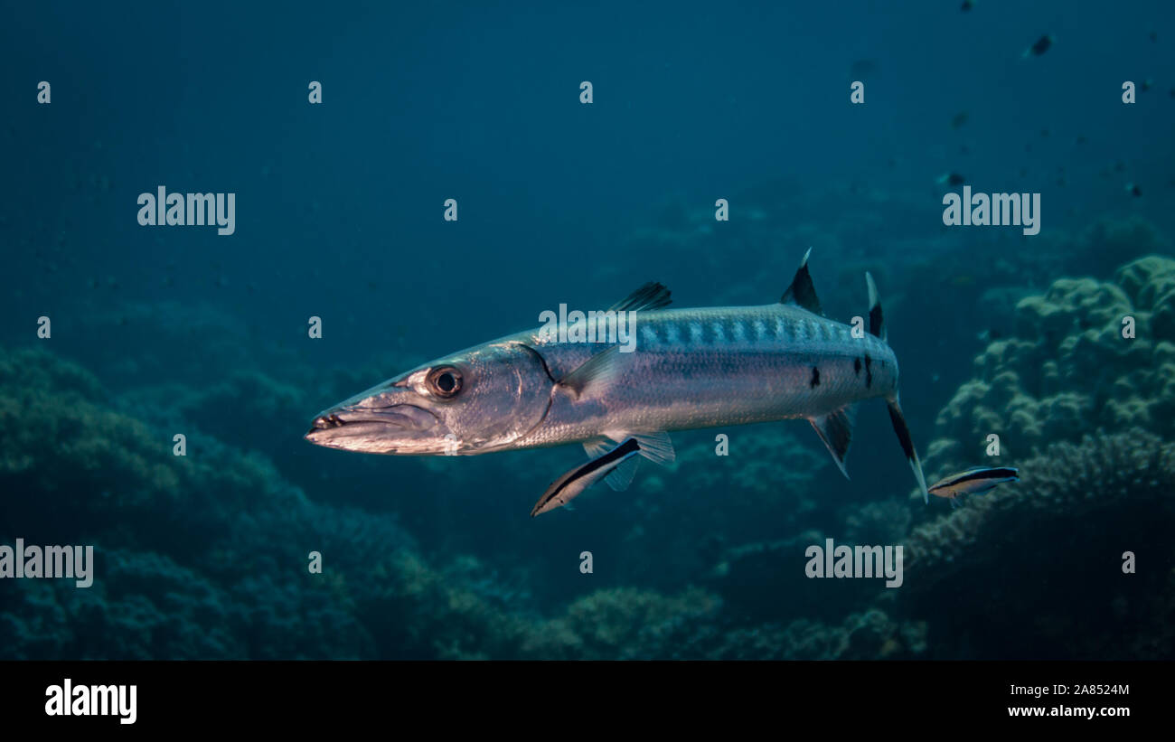 Barracuda en coral reef Banque D'Images