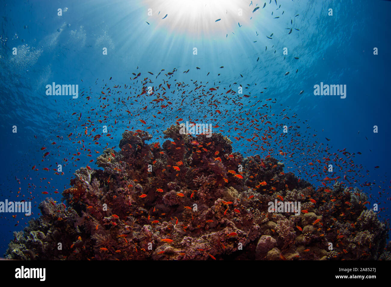 Barrière de corail, fond bleu, Egypte Banque D'Images