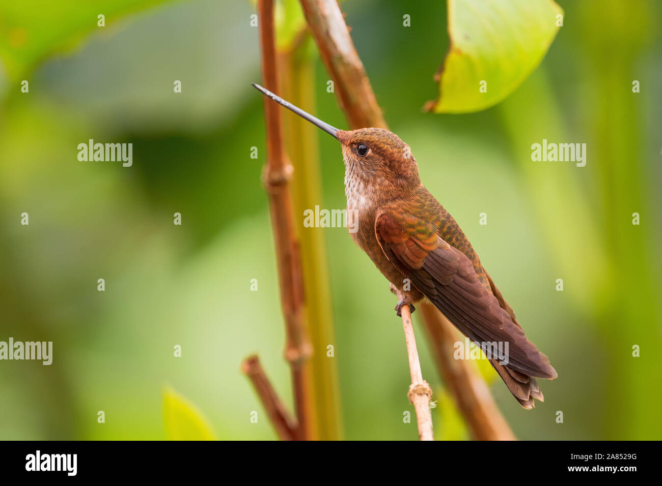 Coeligena coeligena Bronzy Inca - beau brun, petit colibri de pentes andines de l'Amérique du Sud, San Isidro, l'Équateur. Banque D'Images