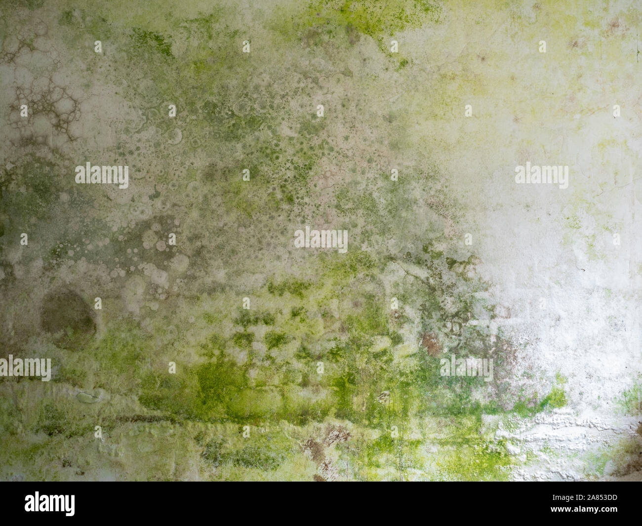 Croissance des moisissures Banque de photographies et d’images à haute résolution Alamy