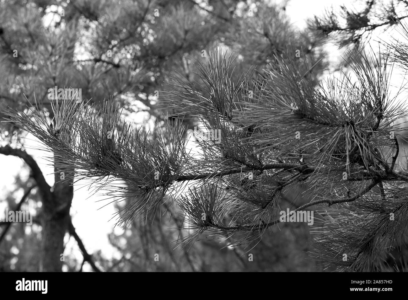 Jardin de fleurs monochromes Beijing Chine Banque D'Images
