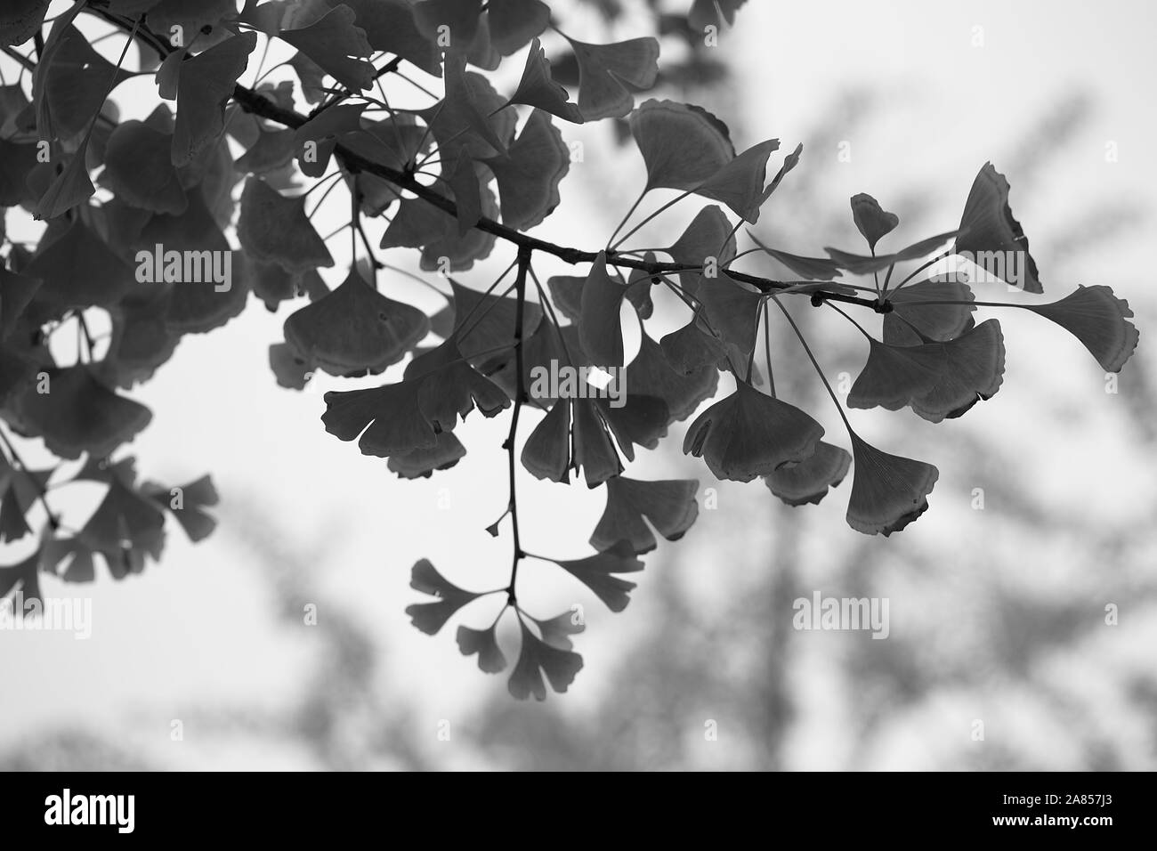 Jardin de fleurs monochromes Beijing Chine Banque D'Images