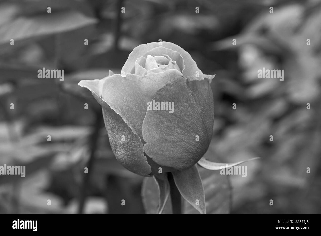Jardin de fleurs monochromes Beijing Chine Banque D'Images