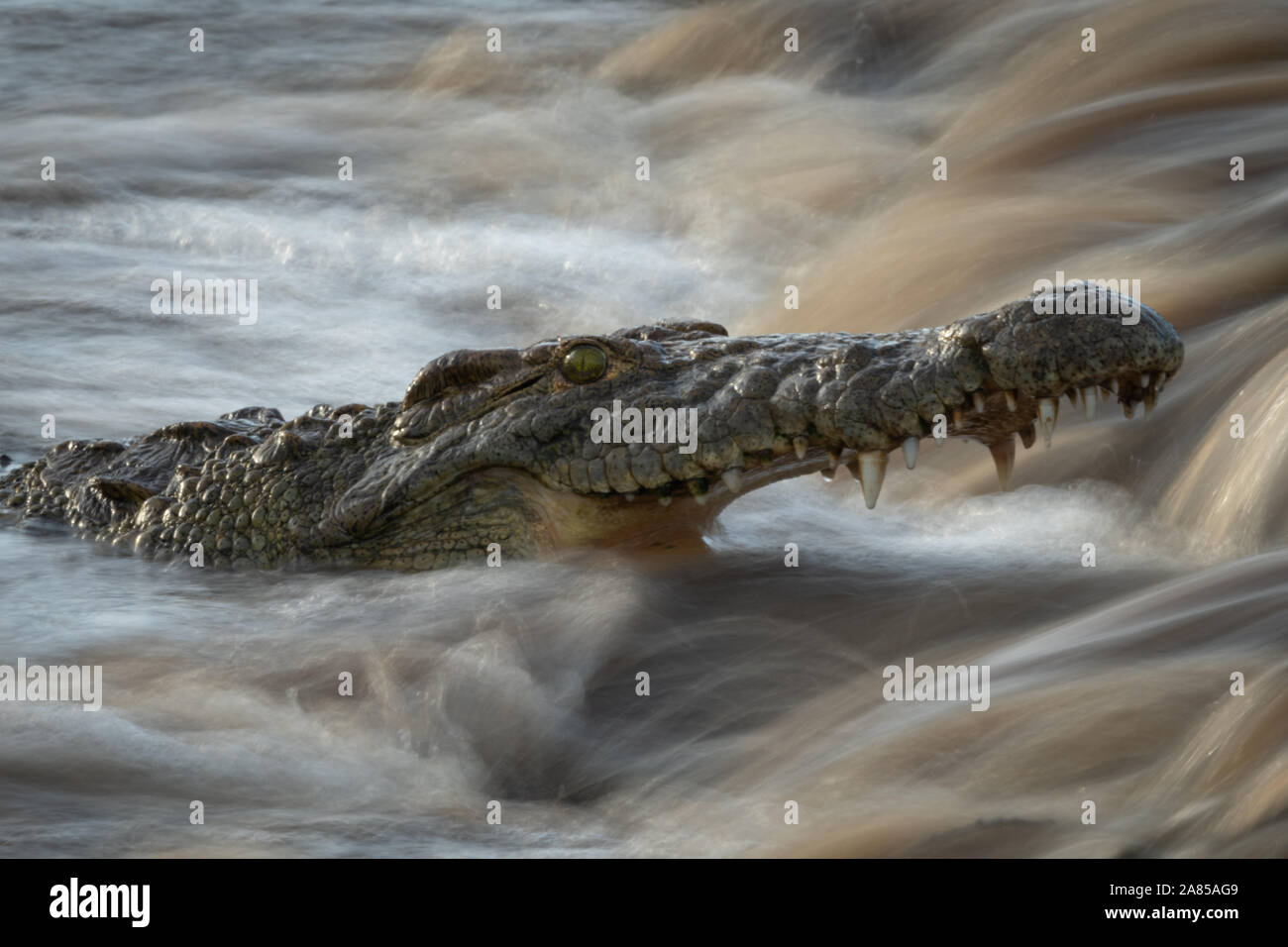 Close-up de crocodiles du Nil cascade pêche par Banque D'Images