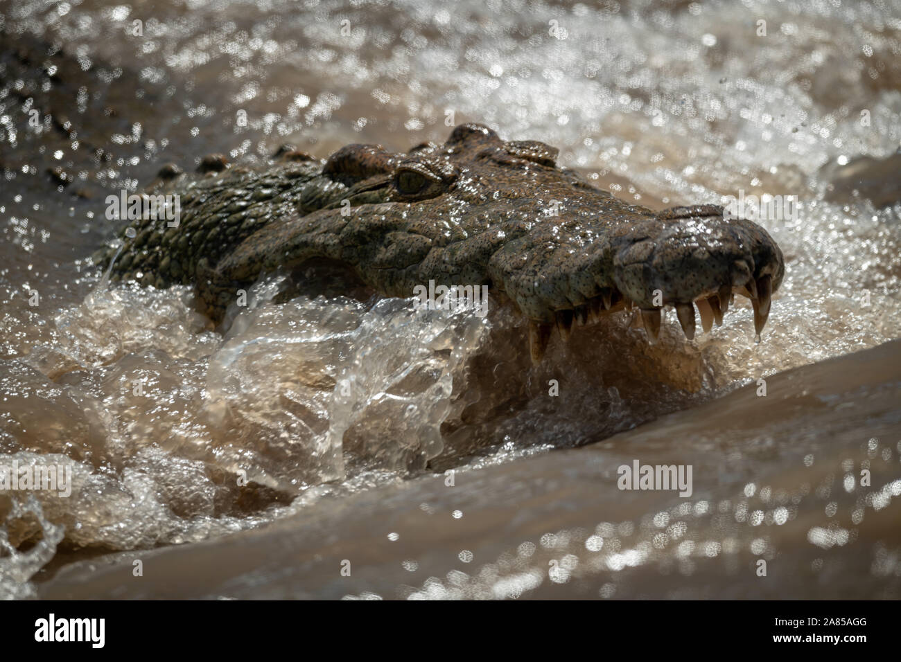 Close-up de crocodiles du Nil en cascade pêche Banque D'Images