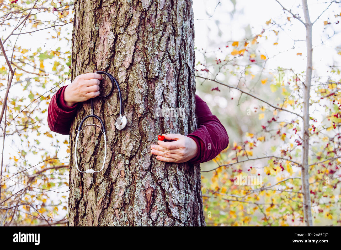 La santé des forêts ou la guérison de la nature concept personne. Femme mains tenant autour de tronc d'arbre de pin et holding medical stéthoscope et petit coeur rouge figurin Banque D'Images