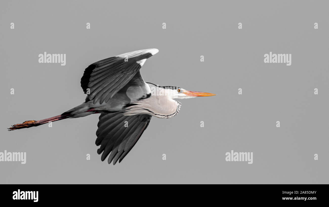 Grand Heron en vol avec des ailes à la vue Banque D'Images