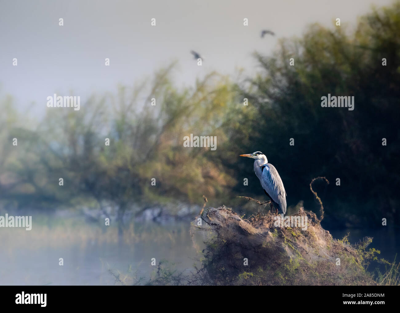 Grand Heron assis sur le bord d'une rivière Banque D'Images