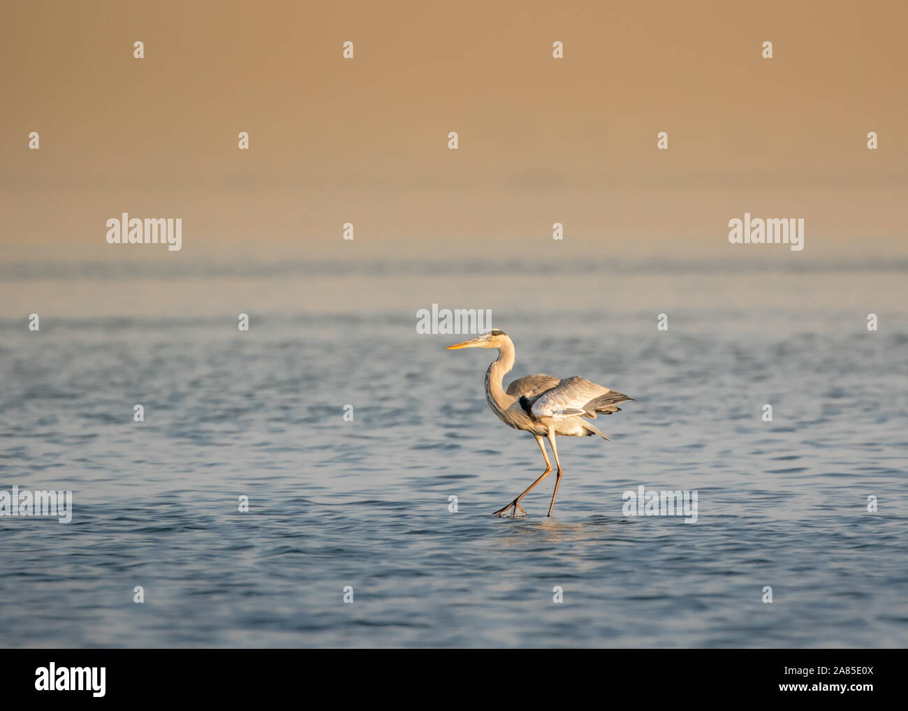 Grand Heron isolée au milieu d'un lac Banque D'Images