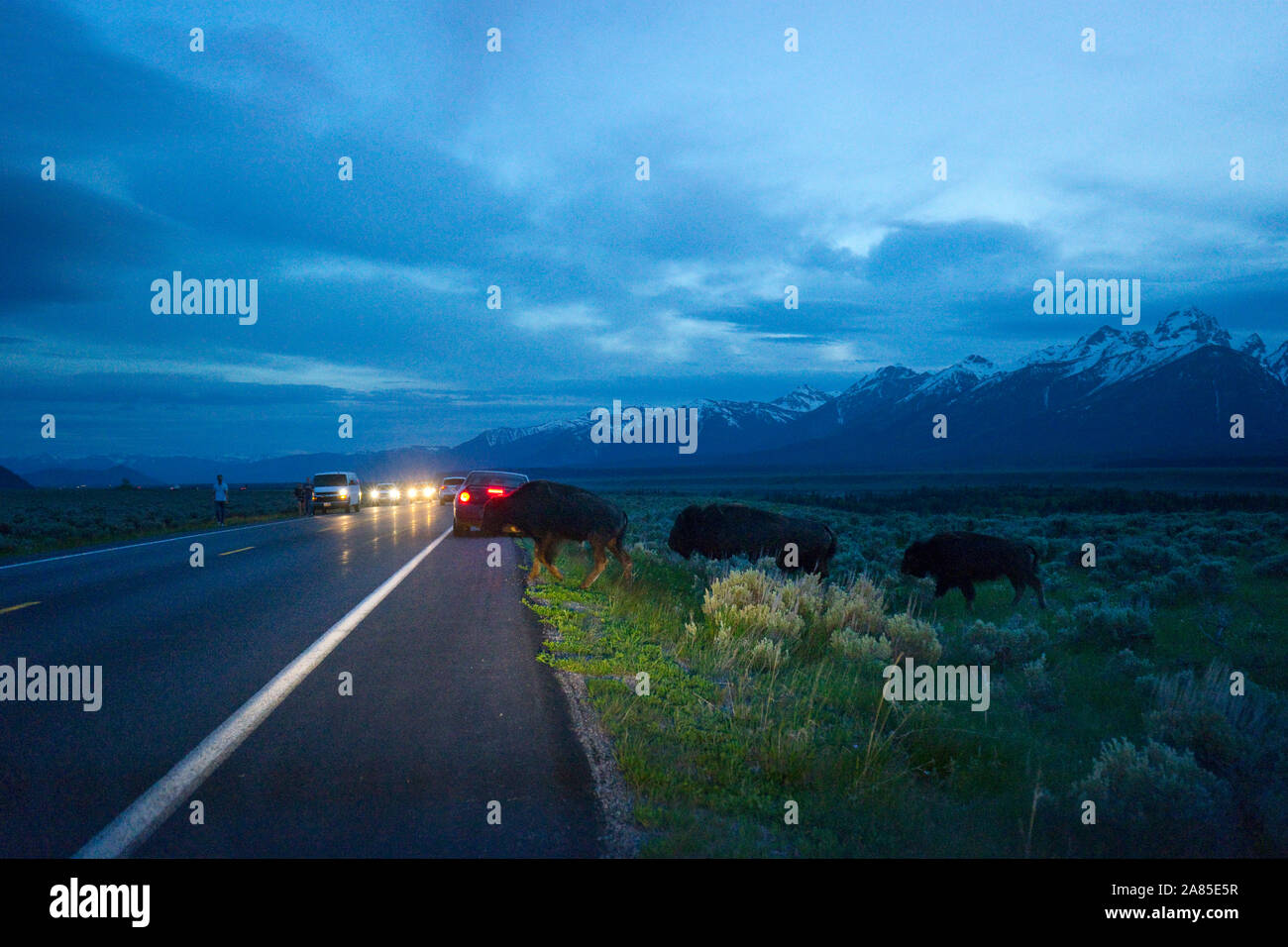 American Buffalo traverser une route de nuit dans le Grand Teton National Park Banque D'Images