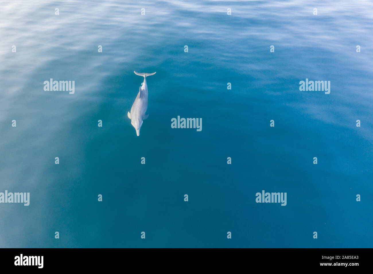 Parc de conservation marine des dauphins Banque de photographies et d — free download
