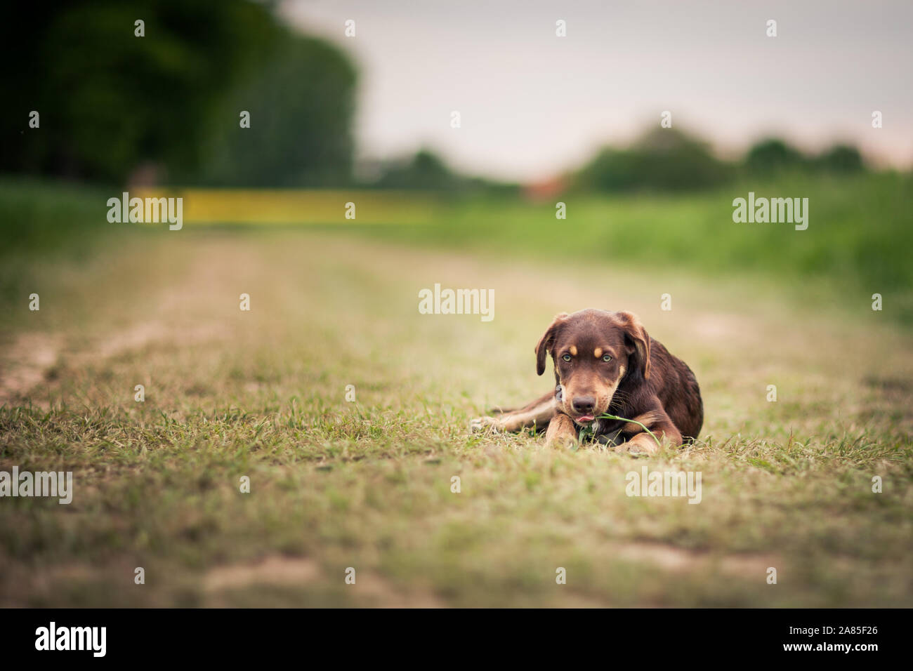 Promener son chien Banque D'Images