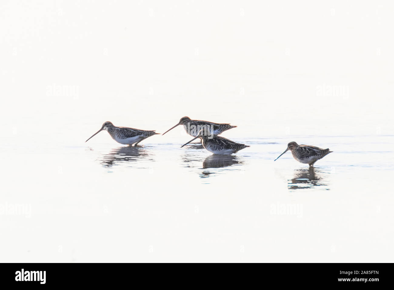 La Bécassine des marais (Gallinago gallinago) groupe d'oiseaux dans l'eau Banque D'Images