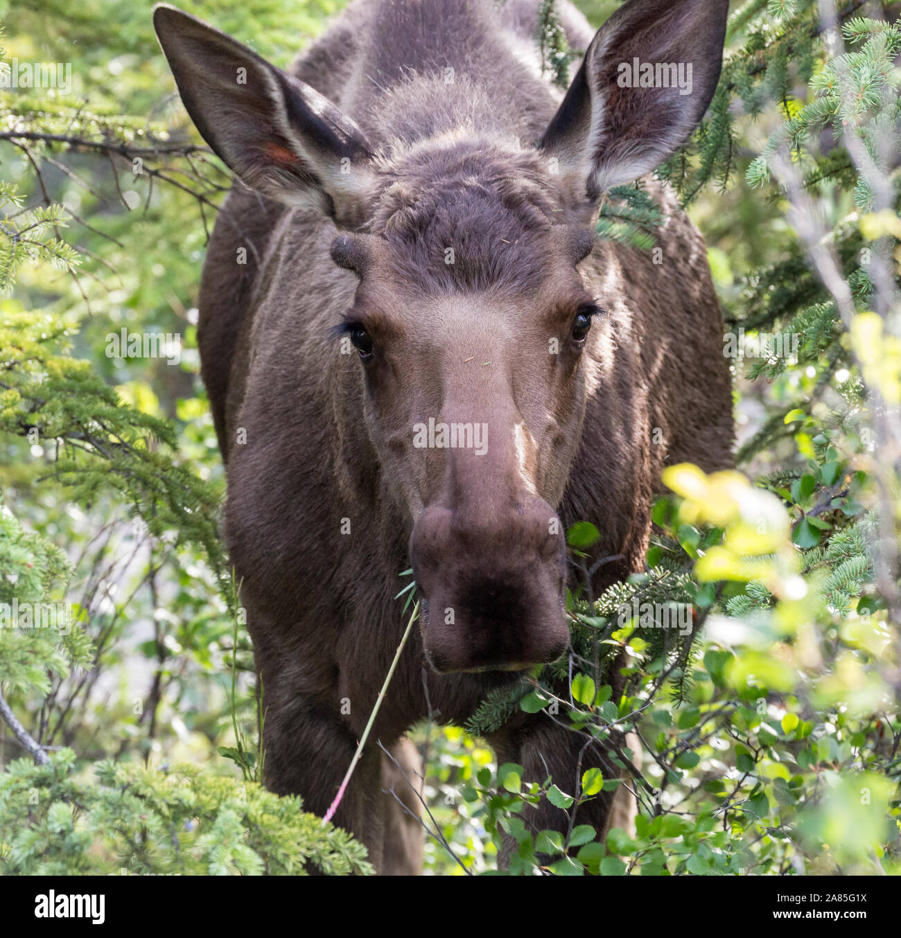 Wild moose dans le parc national Denali (Alaska) Banque D'Images