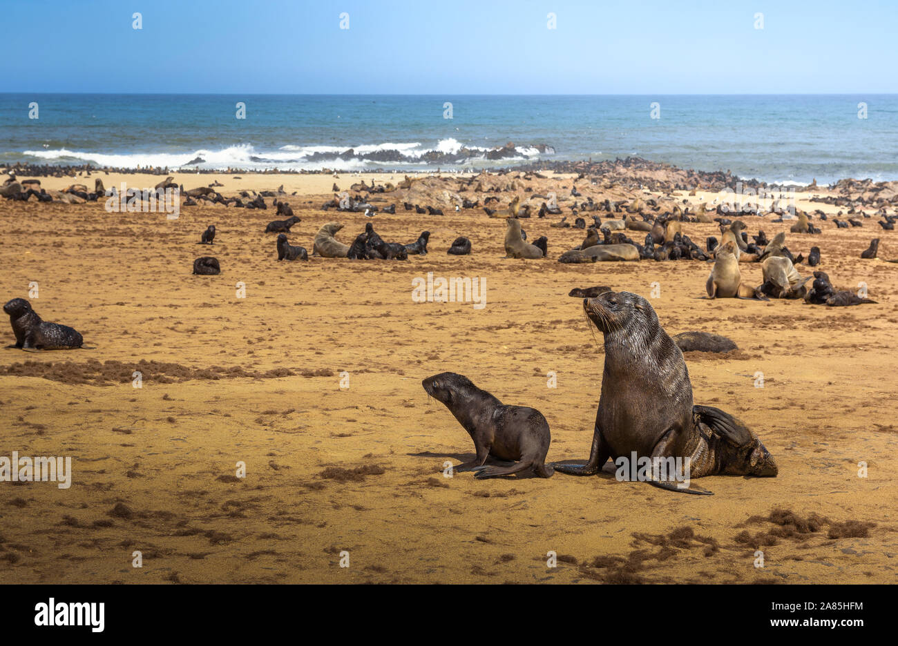 Colonie de la fourrure de phoque à Cape Cross Seal Reserve, la Namibie. Banque D'Images