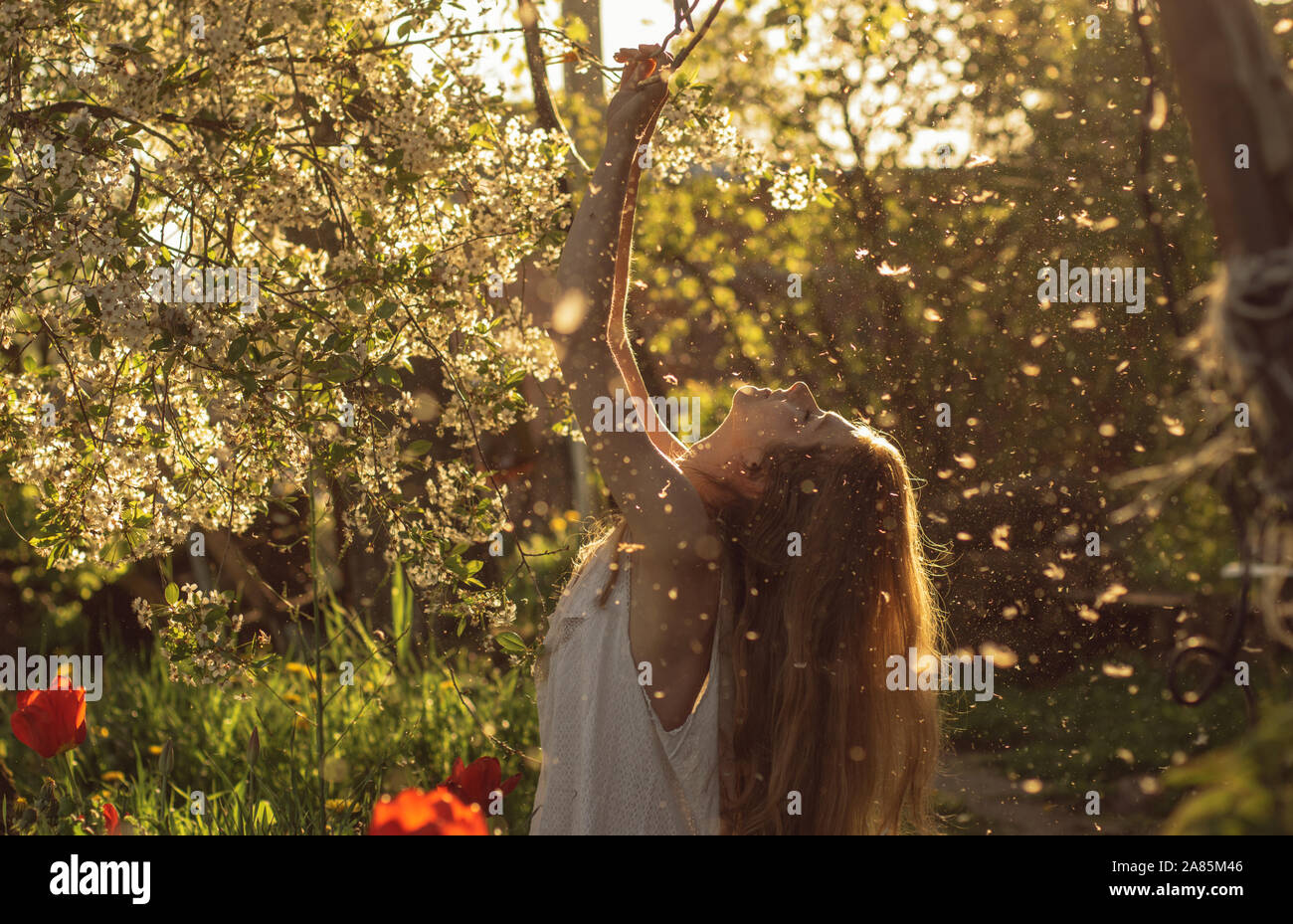 Fille en robe blanche assis parmi les fleurs et la poussière avec renversant la tête près de tulipes au coucher du soleil, les pissenlits et les fleurs de cerisier au printemps Banque D'Images