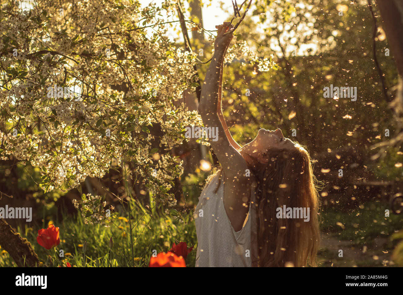 Fille en robe blanche assis parmi les fleurs et la poussière avec renversant la tête près de tulipes au coucher du soleil, les pissenlits et les fleurs de cerisier au printemps Banque D'Images