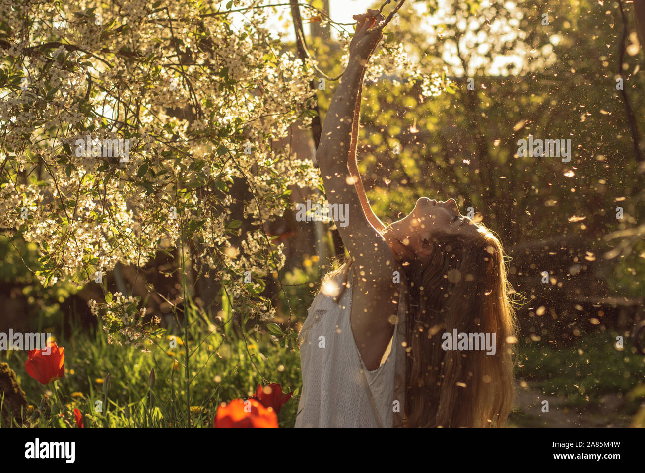 Fille en robe blanche assis parmi les fleurs et la poussière avec renversant la tête près de tulipes au coucher du soleil, les pissenlits et les fleurs de cerisier au printemps Banque D'Images