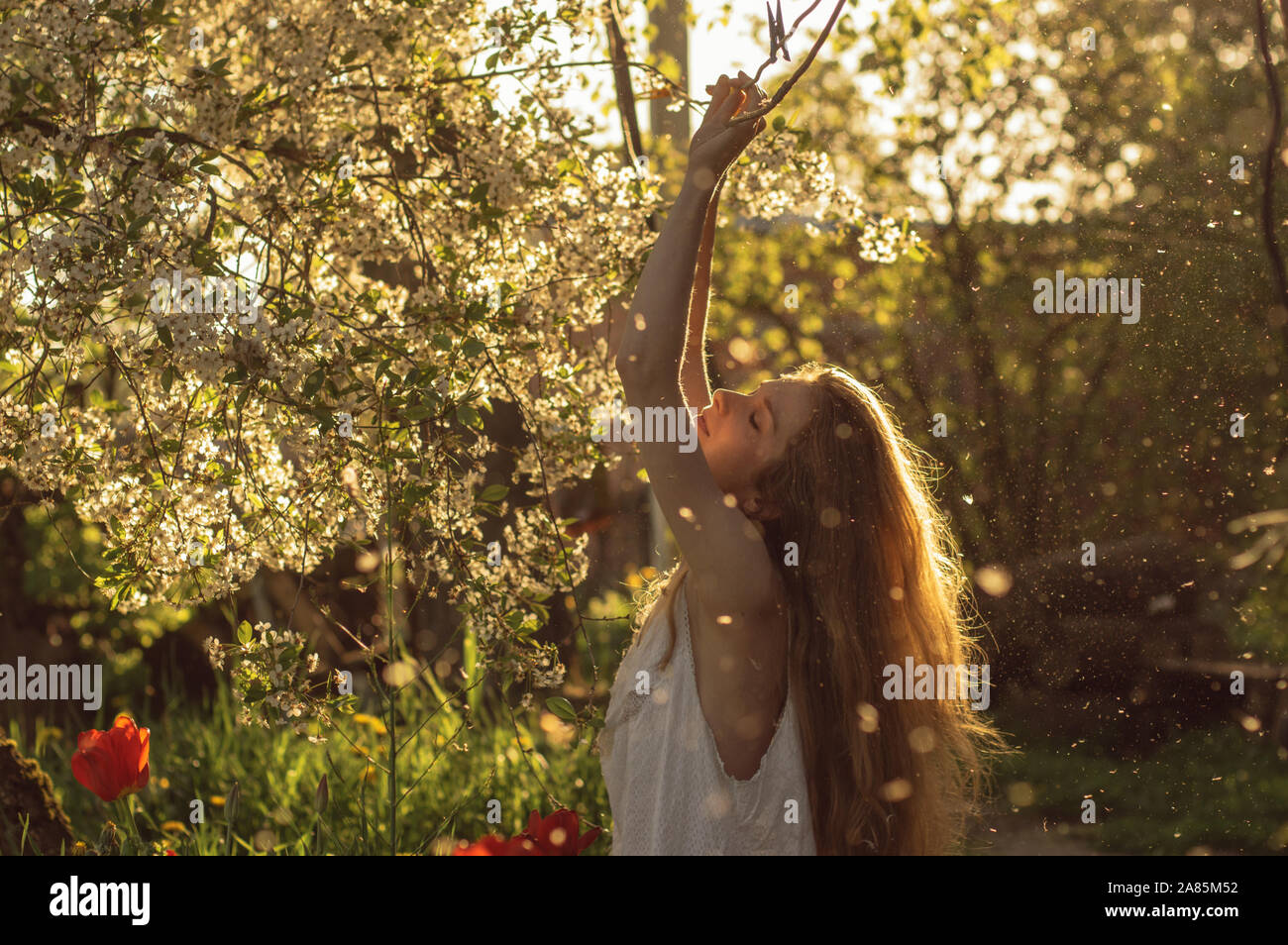 Fille en robe blanche assis parmi les fleurs et la poussière avec renversant la tête près de tulipes au coucher du soleil, les pissenlits et les fleurs de cerisier au printemps Banque D'Images
