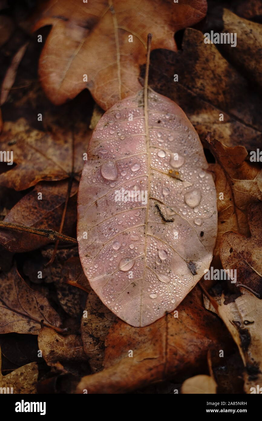 Gouttes d'eau sur une feuille d'automne. Automne fond. Après la pluie. Banque D'Images