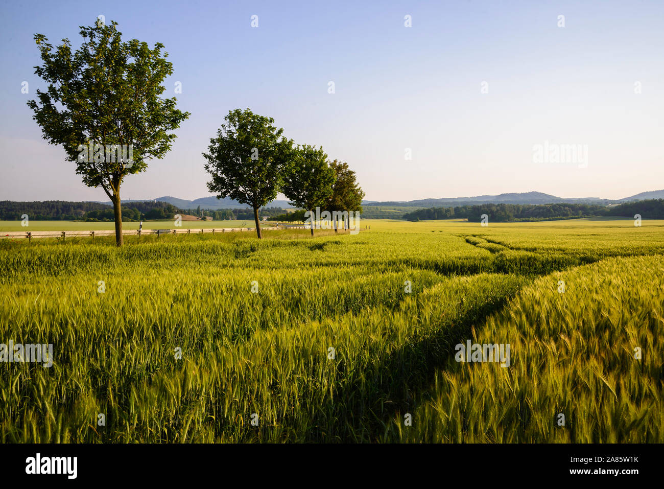 Getreidefeld bei Blankenburg, Harz, Sachsen-Anhalt, Allemagne, Europa Banque D'Images