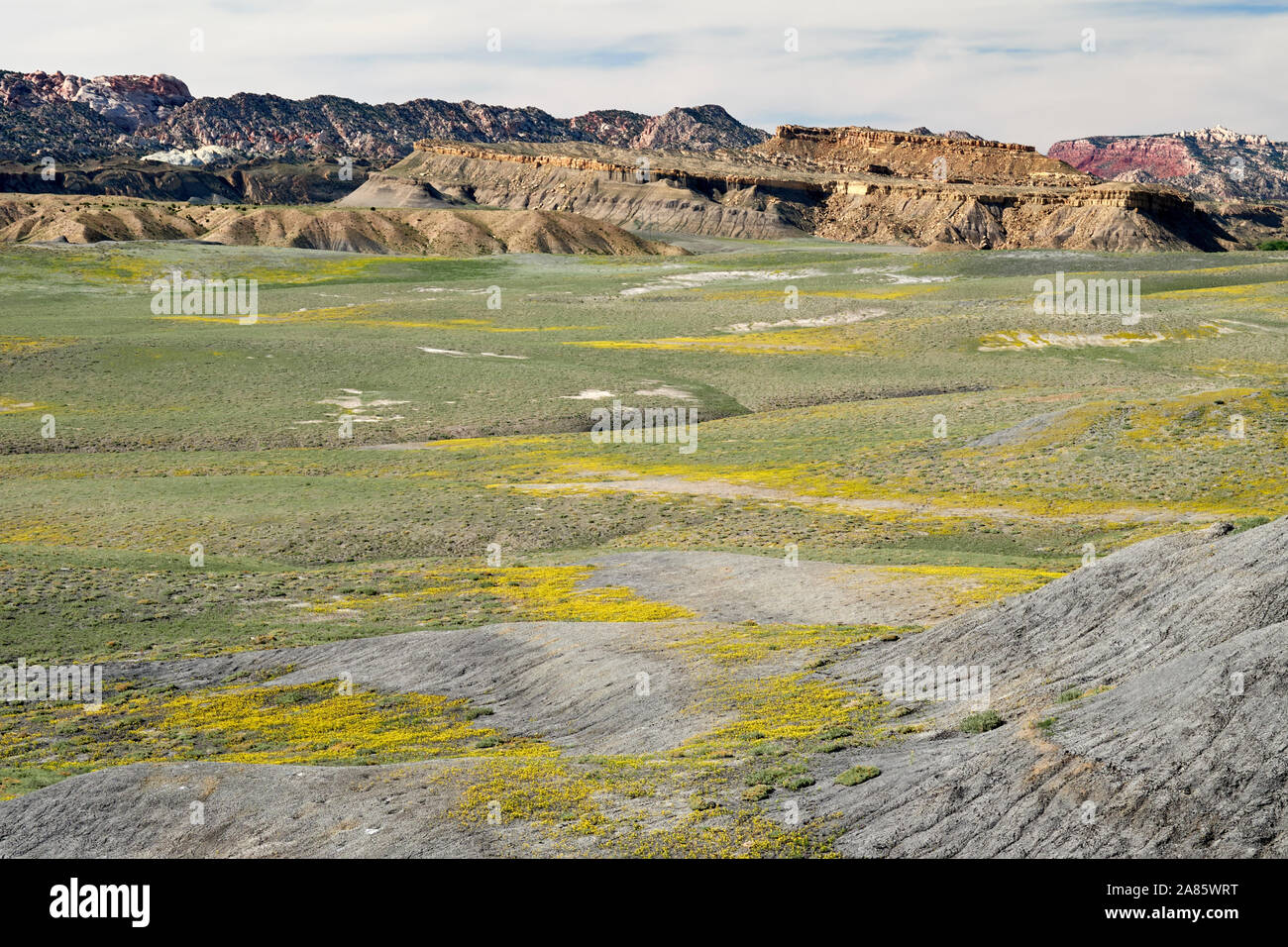 Tapis de fleurs à Cottonwood Canyon de l'Utah, USA Banque D'Images