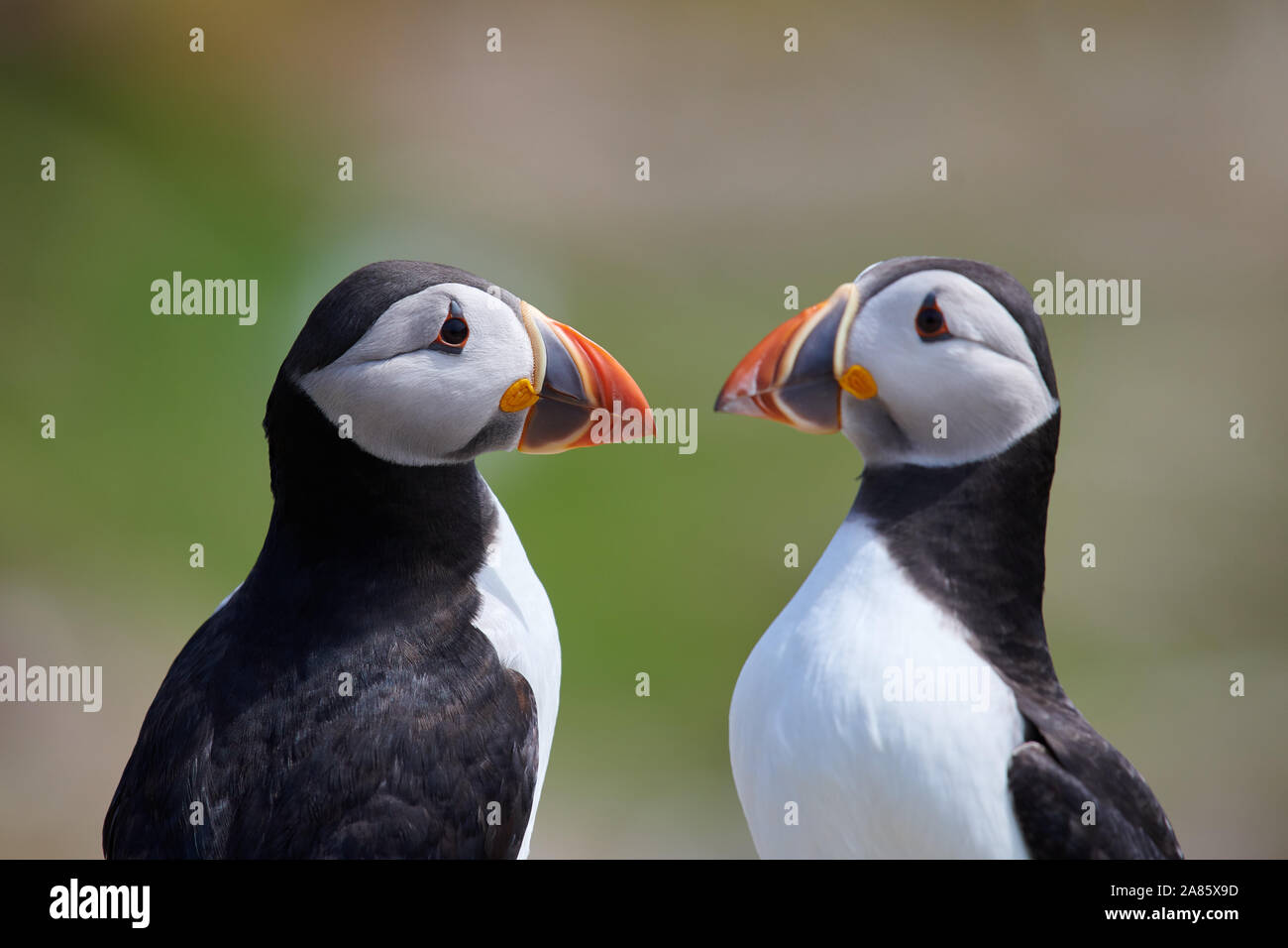 Puffins (Fratercula Artica) dans les îles Farne, en Northumbrie, au Royaume-Uni Banque D'Images