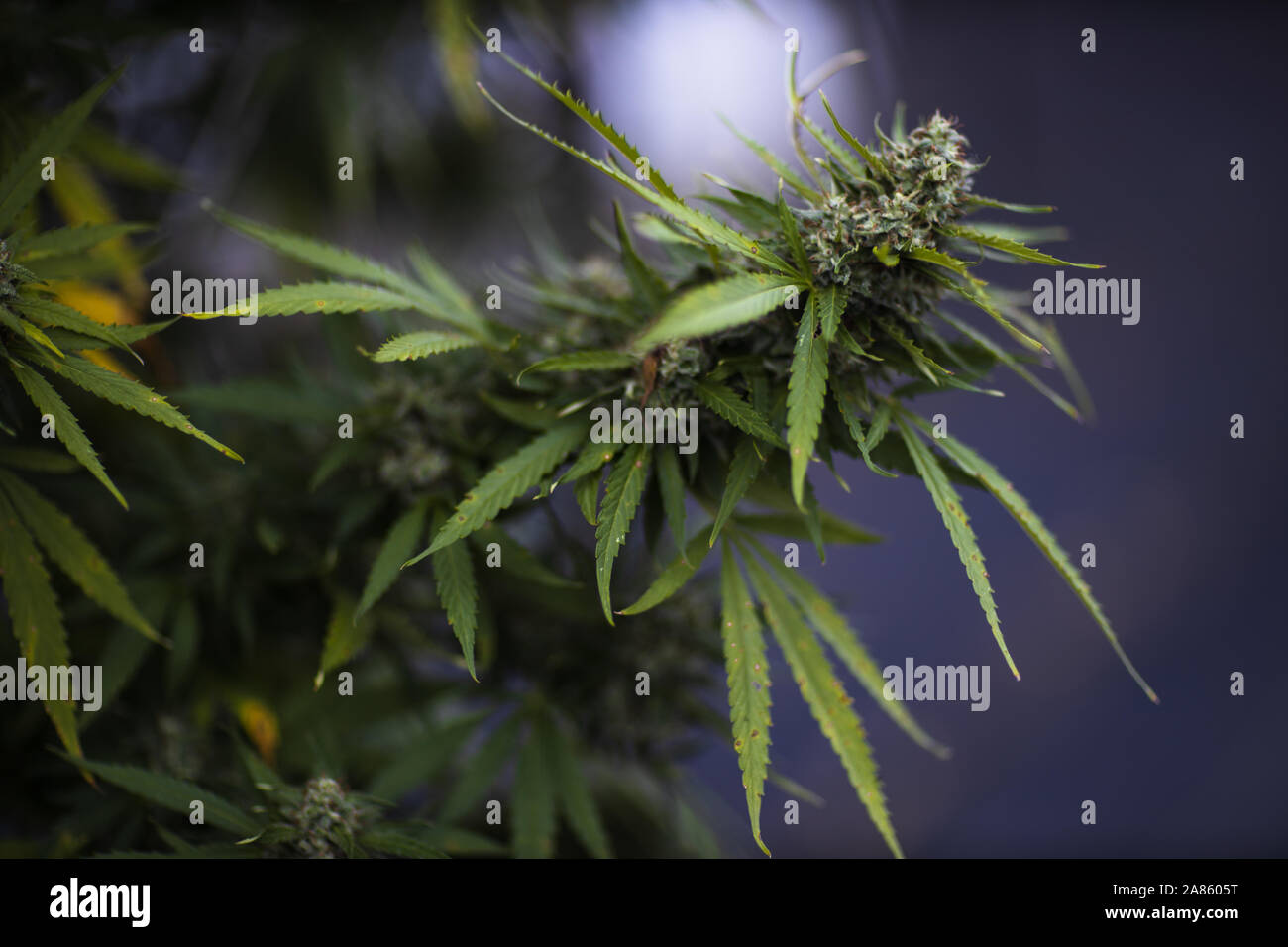 Gros plan de la marijuana cannabis sativa plante fleur bourgeon à Oklahoma City. Banque D'Images