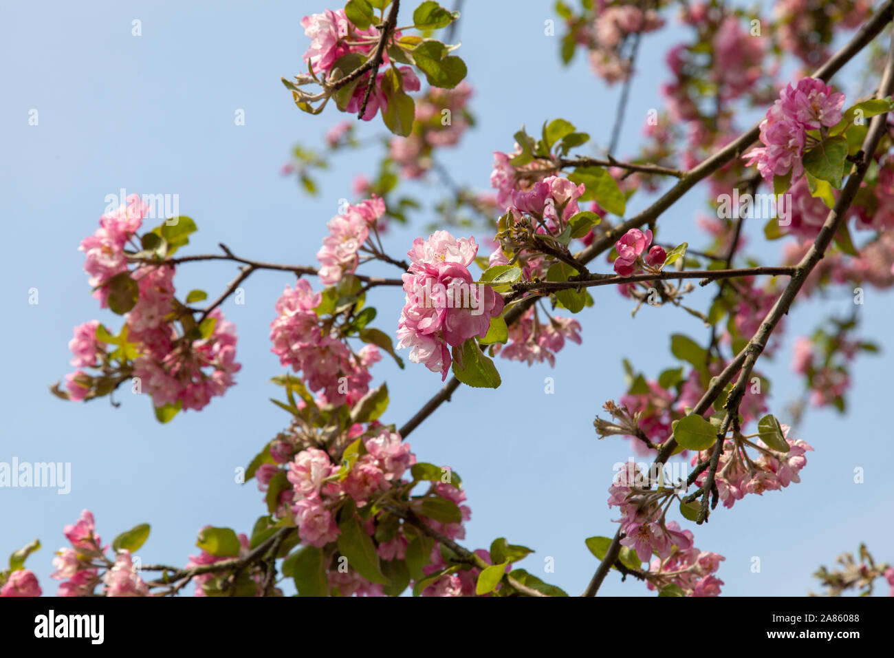 Apple Blossom rose sur un pommier d'ornement, arbres de rue Crouch End, London N8 Banque D'Images
