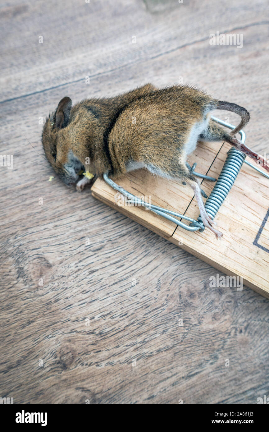 Gris, Souris Morte Piégée Par Un Piège À Souris, Séparée Sur Blanc