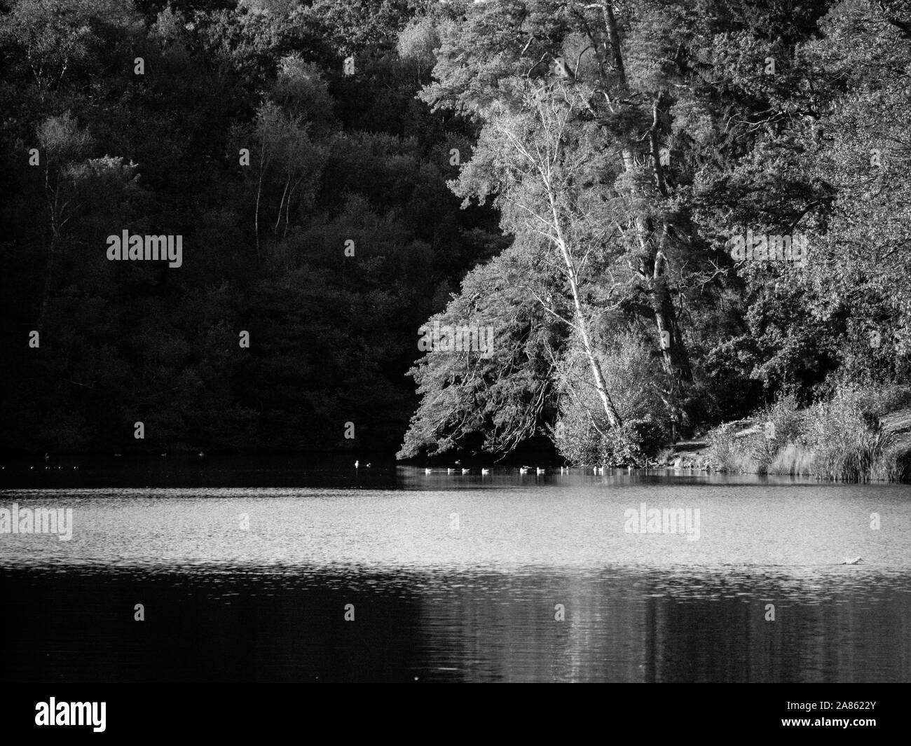 Paysage en noir et blanc, l'Obélisque étang, Valley Gardens, Windsor Great Park, Surrey, Angleterre, RU, FR. Banque D'Images