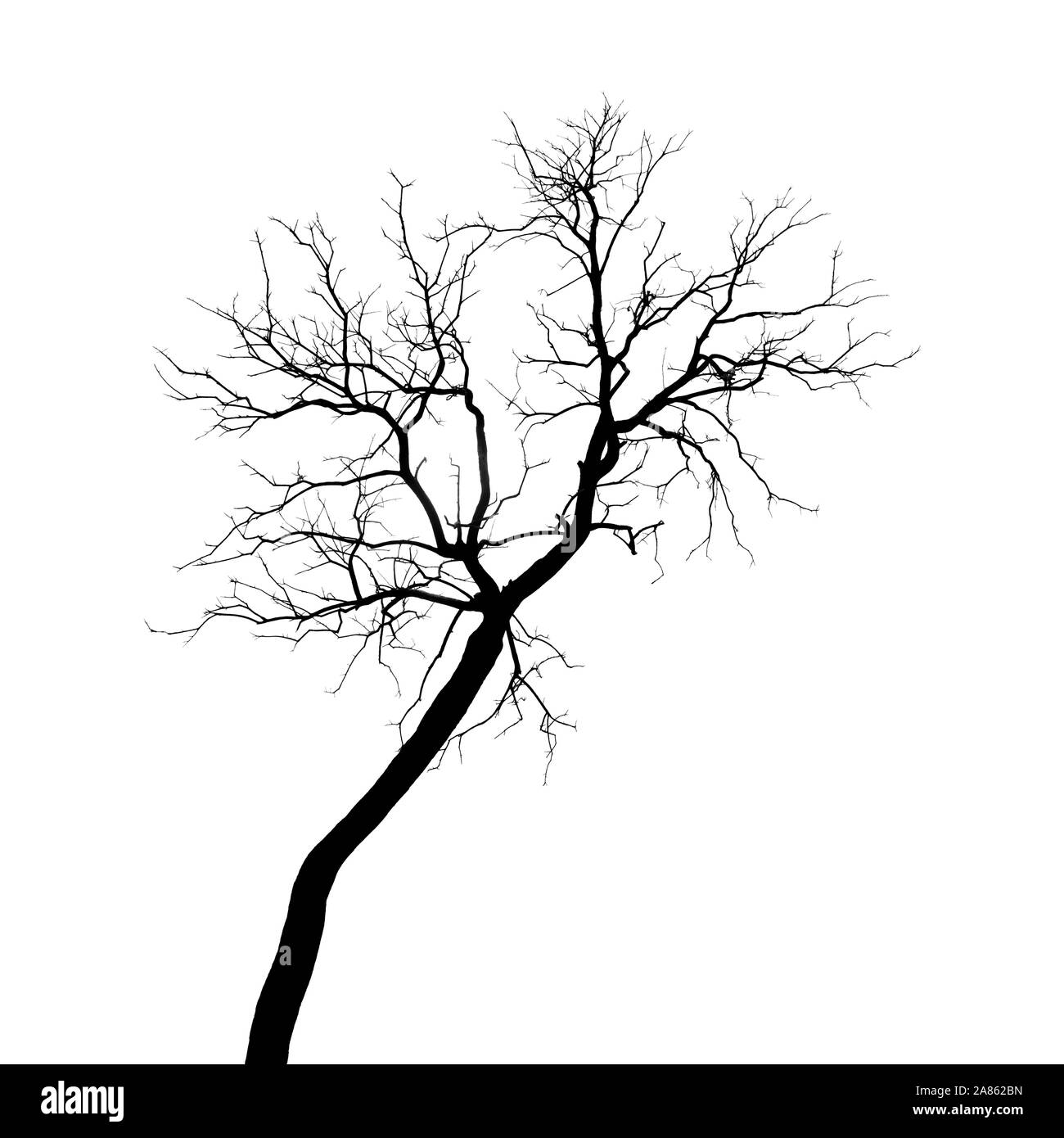 Petit arbre brûlé sans feuilles isolé sur fond blanc Banque D'Images