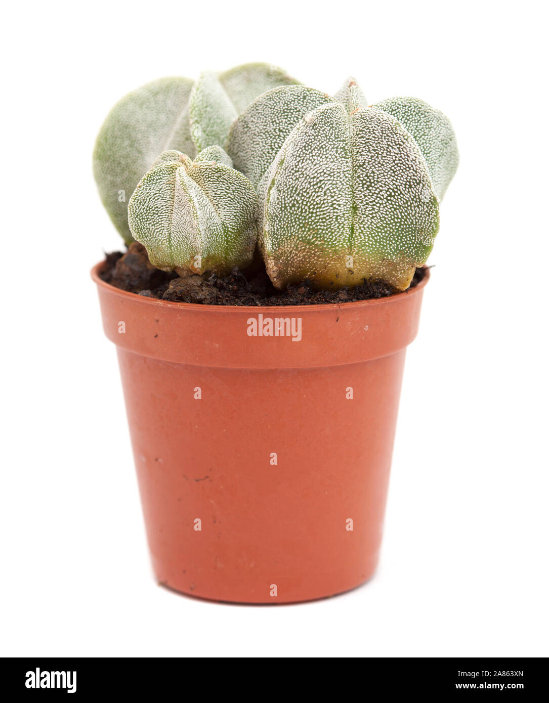 Astrophytum myriostigma cactus petit, évêques cap cactus isolated on white Banque D'Images