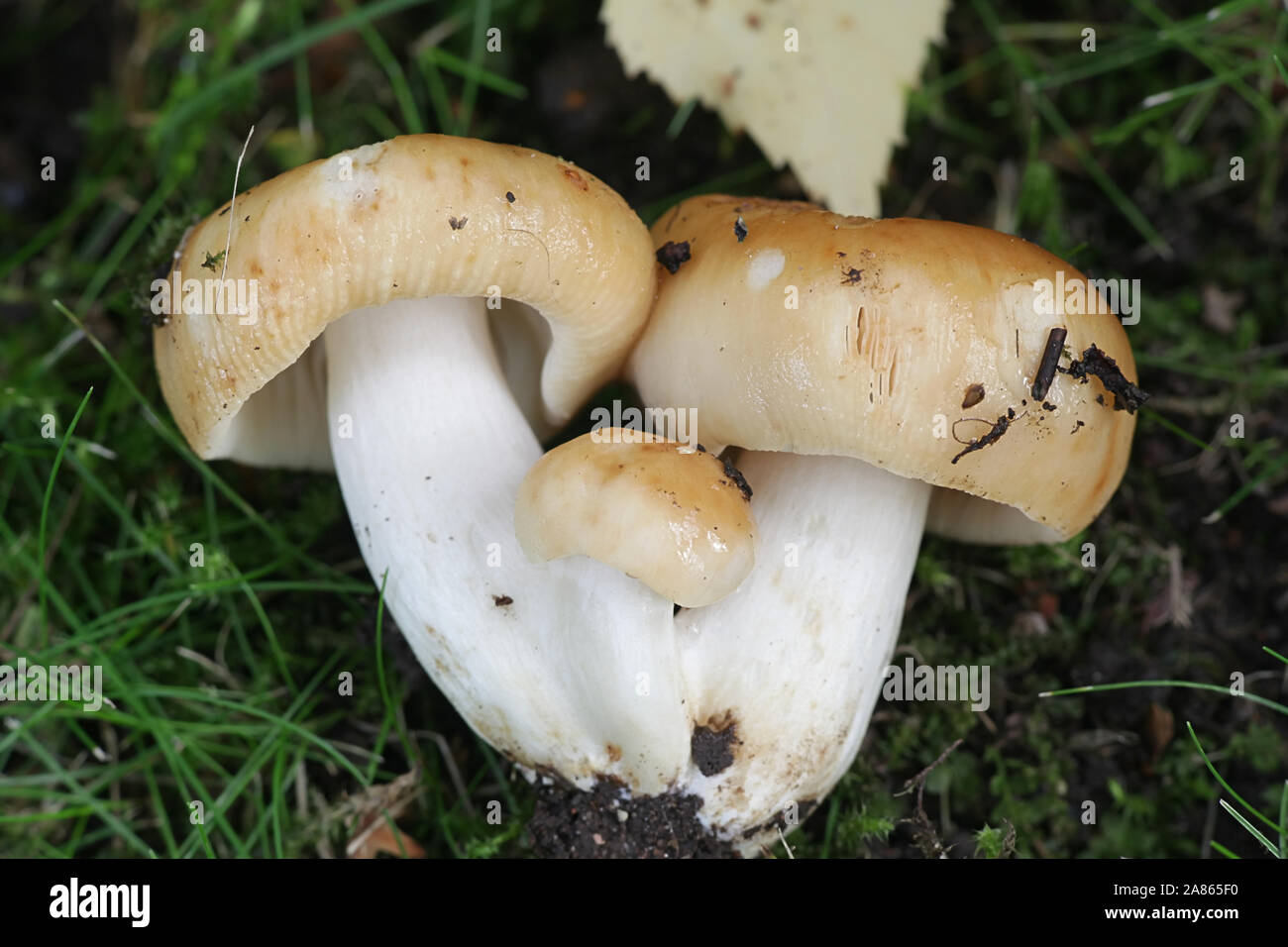Russula foetens, connu sous le nom de Russula puant ou Brittlegill puant, de la Finlande aux champignons sauvages Banque D'Images