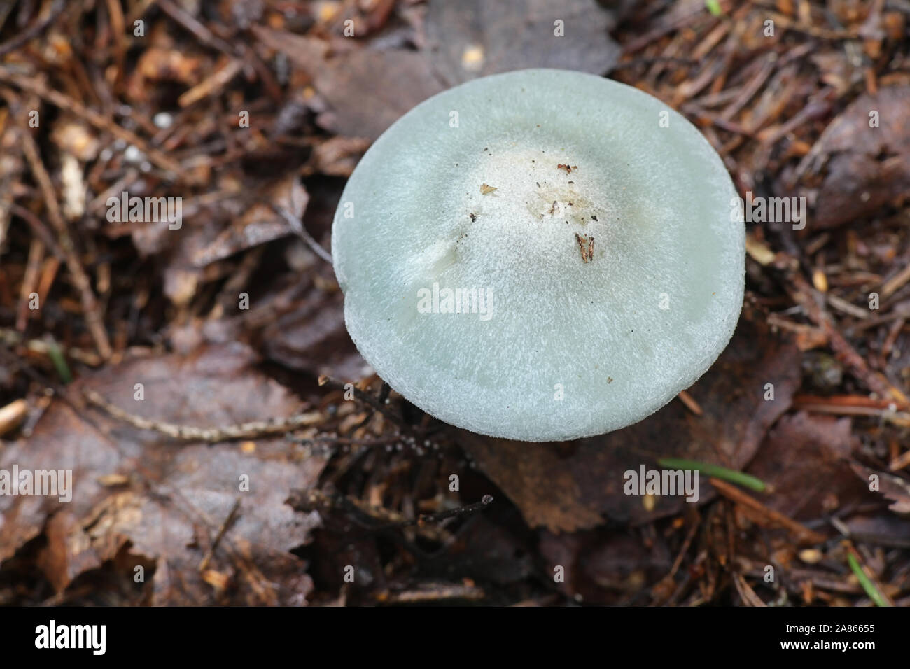 L'odora Clitocybe, connu comme l'anis toadstool ou entonnoir d'anis, de la Finlande aux champignons sauvages Banque D'Images