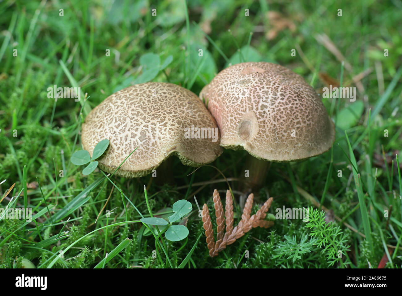 Xerocomellus cisalpinus, autrefois considéré comme une forme d'Xerocomellus chrysenteron, la fissuration rouge bolet champignon sauvage, à partir de la Finlande Banque D'Images