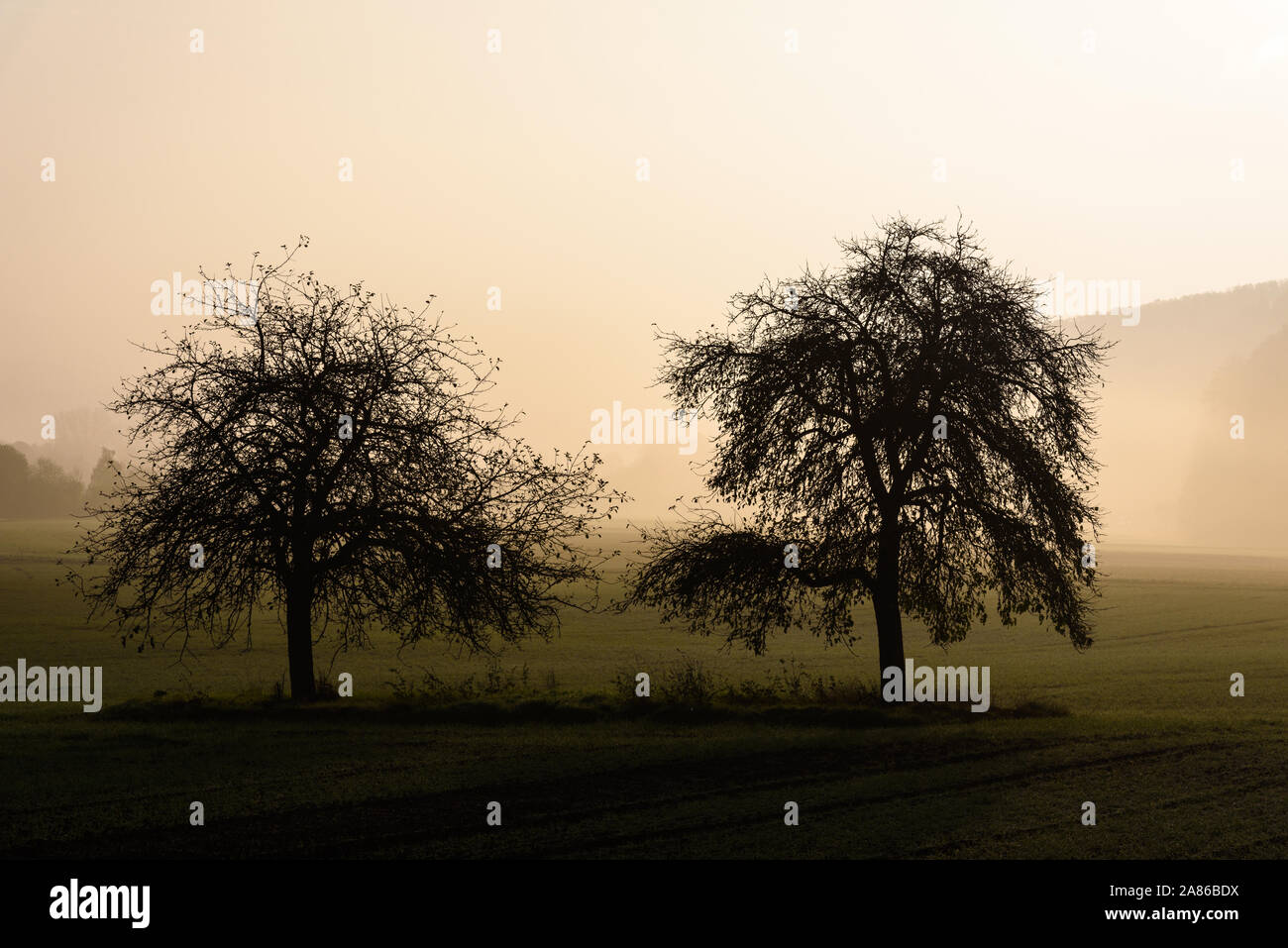 Deux arbres sur un champ dans la matin Banque D'Images