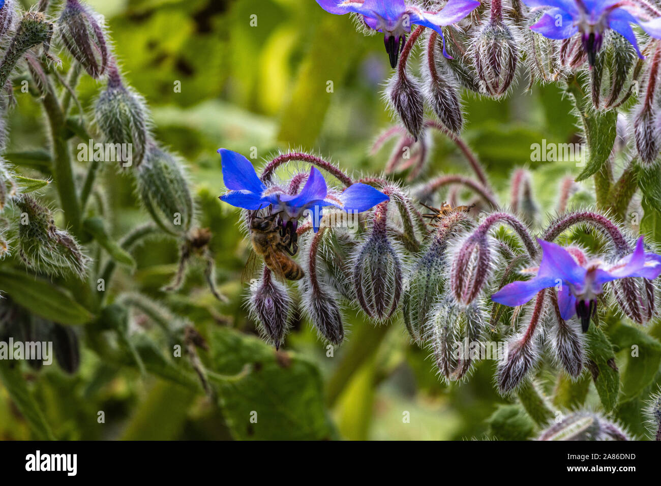 L'alimentation des abeilles sur des fleurs de bourrache dans jardin de banlieue Banque D'Images