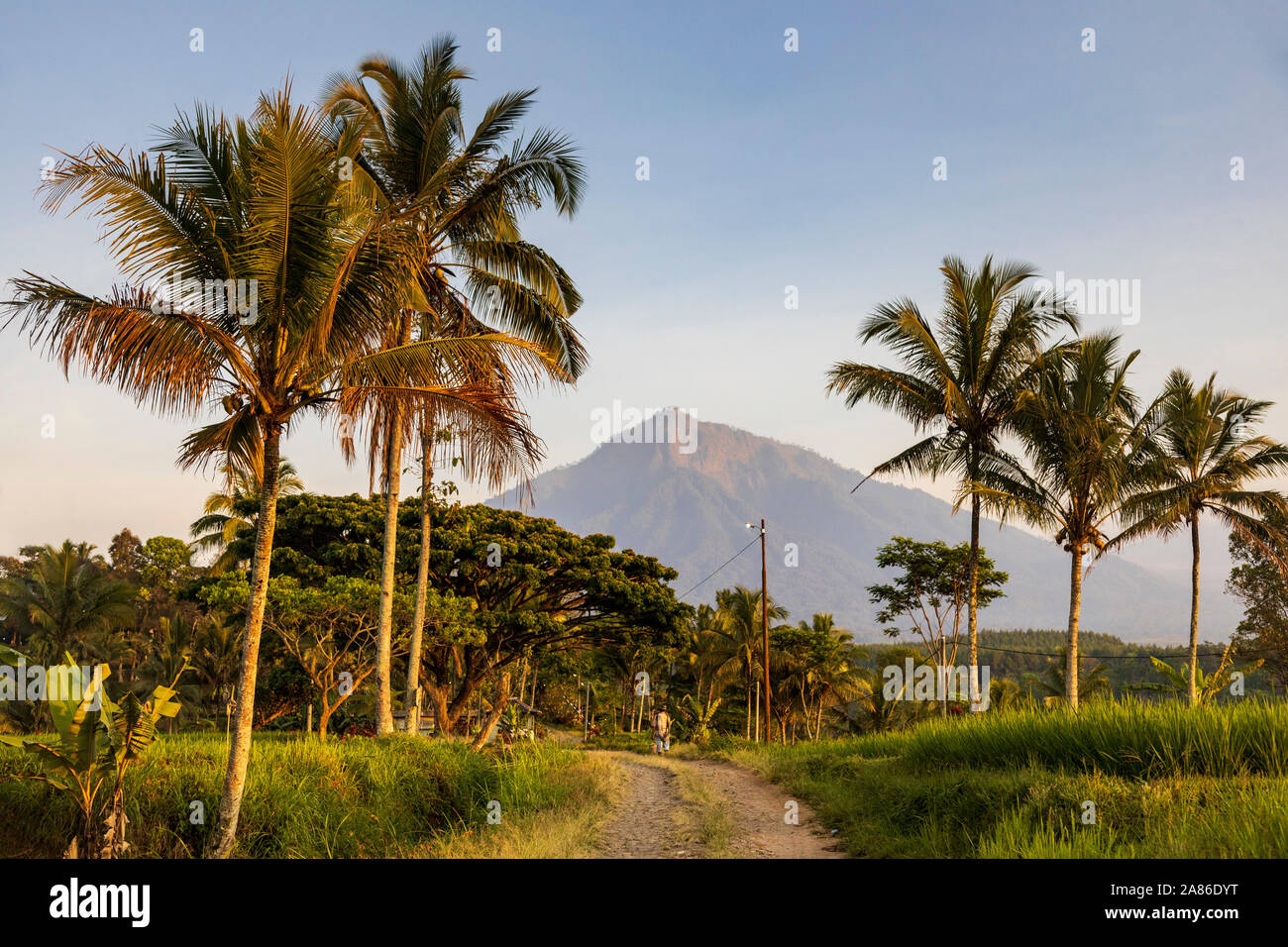 Palmiers et des volcans dans la campagne au petit matin, l'Est de Java, Java Timur, Java, Indonésie, Asie du Sud, Asie Banque D'Images