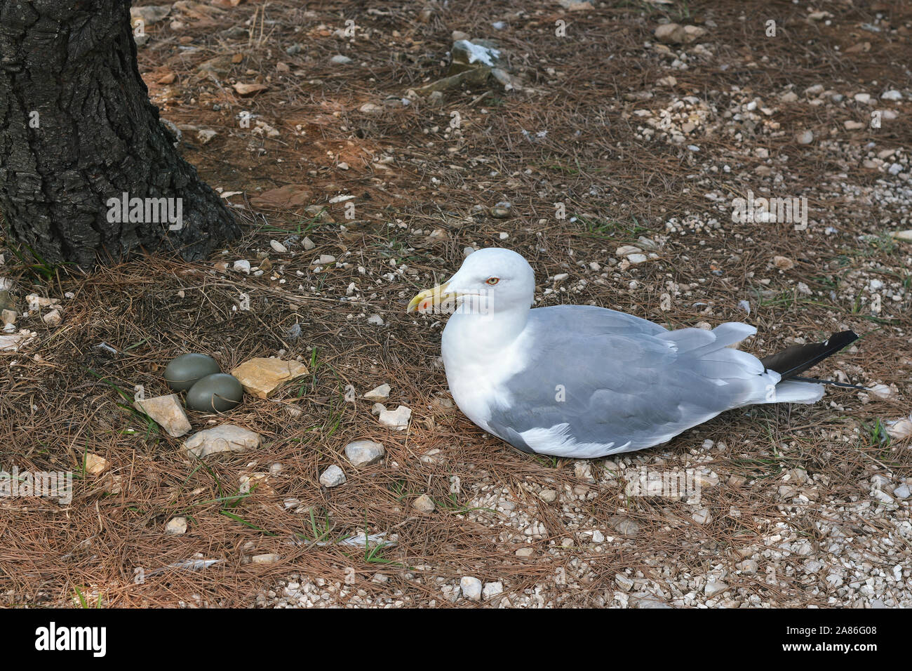 Sea Gull est assis sur le sol, recouvert d'aiguilles sèches de l'année dernière, à côté des œufs artificiels. Banque D'Images