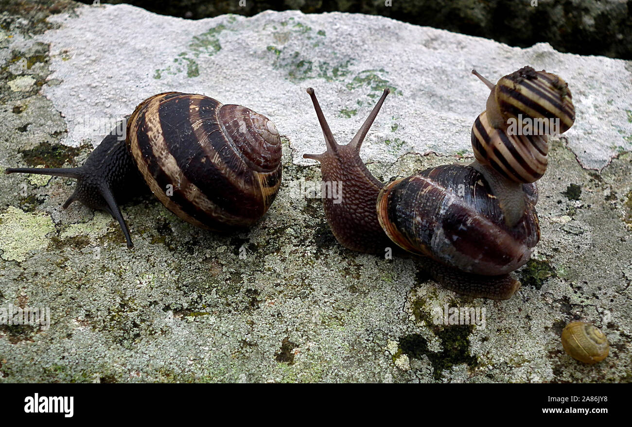 L'humour : Deux petits escargots l'attelage d'une promenade gratuite en haut d'un troisième en suivant un autre escargot escargot. Banque D'Images