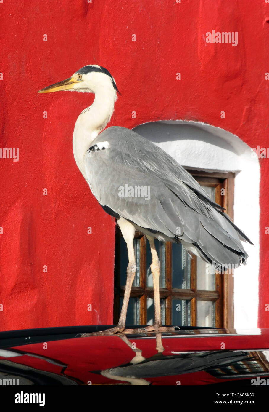 Majestic à heron debout sur un toit de voiture devant un mur rouge. Banque D'Images