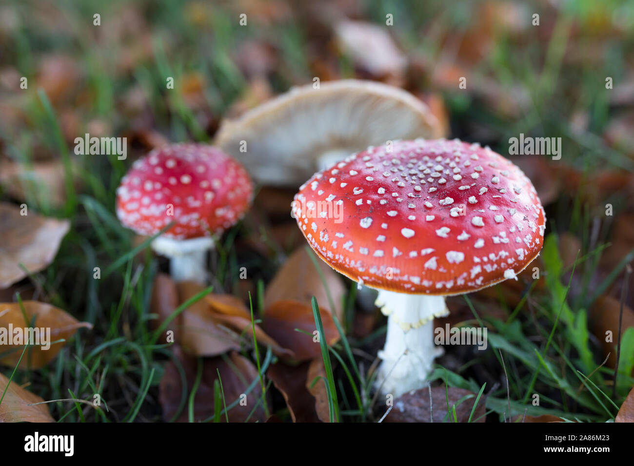 Le rouge et le blanc de champignons agaric fly en plein air en Europe Banque D'Images