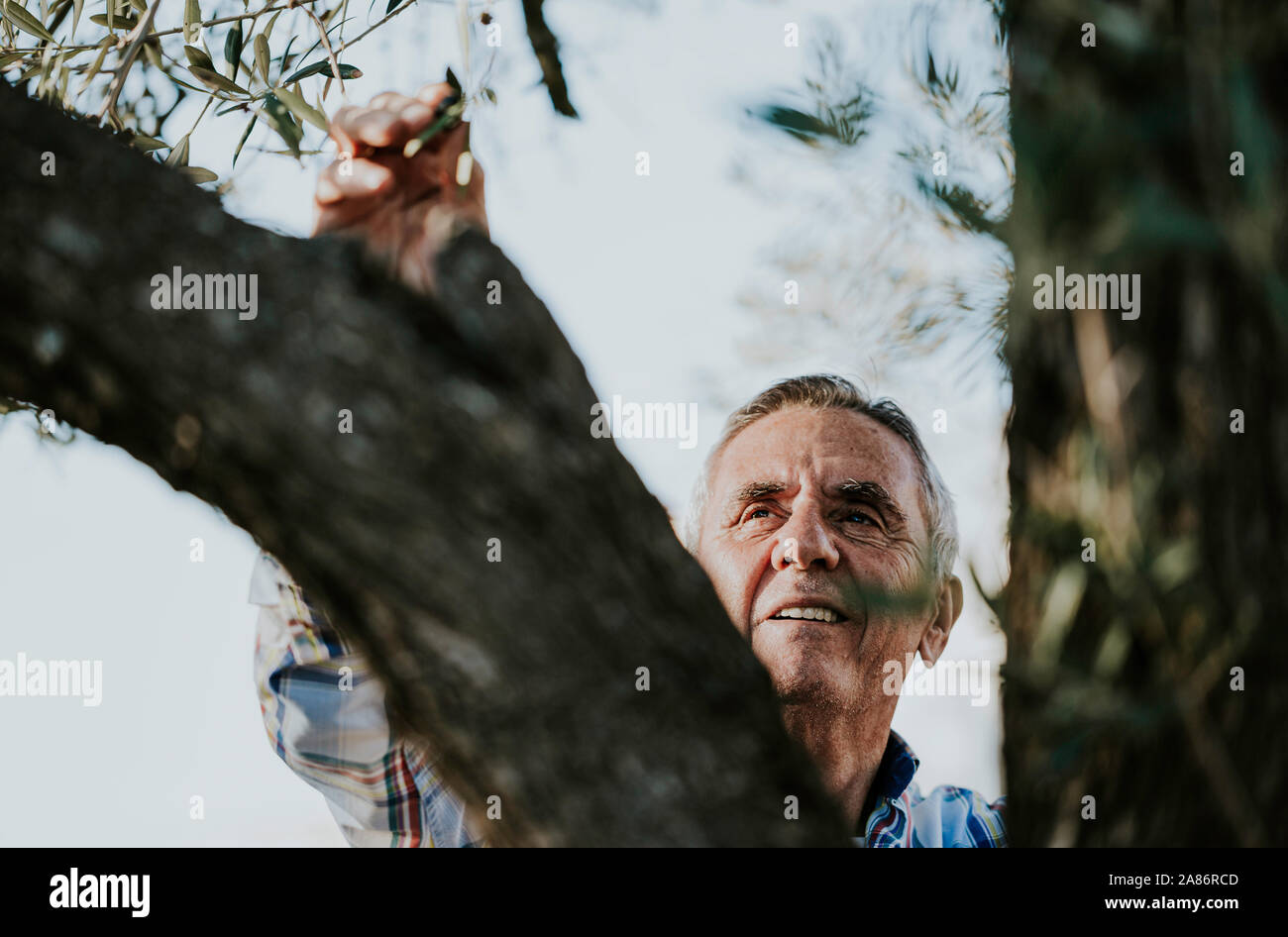Smiling Senior homme cheveux gris sur la récolte des olives bio journée ensoleillée d'automne Banque D'Images