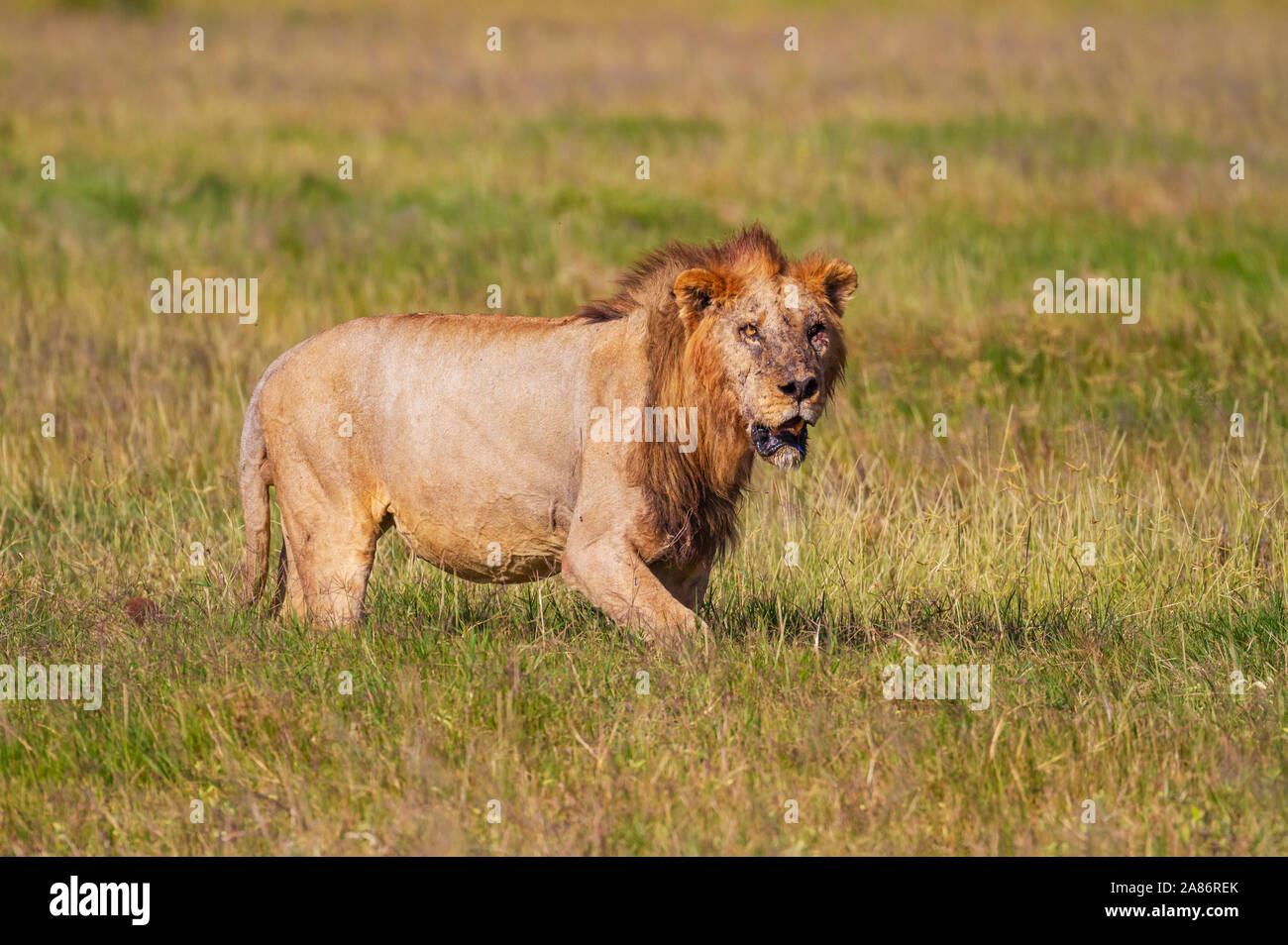 Lion Blesse Banque D Image Et Photos Alamy