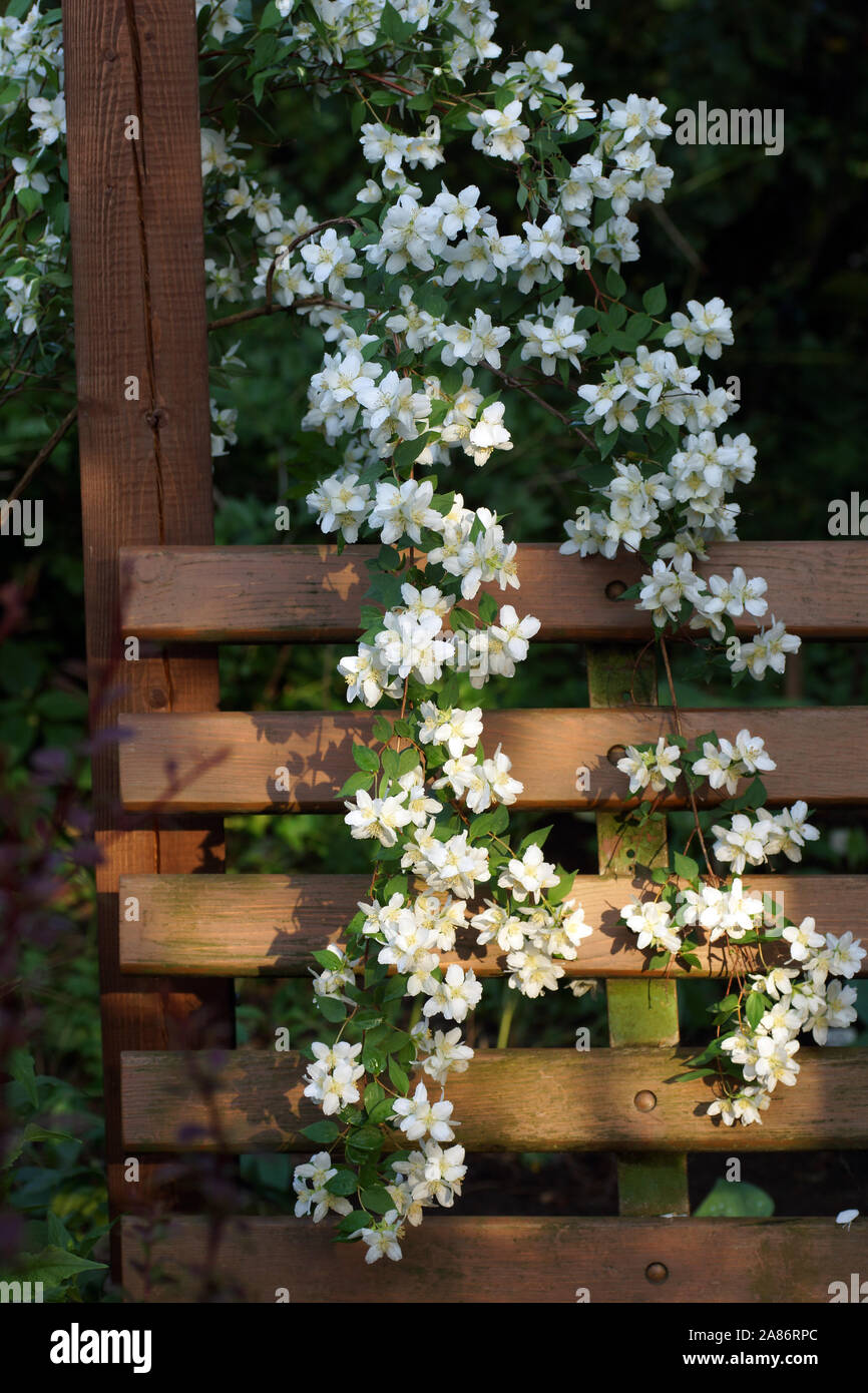 De longues branches fleuries de Philadelphus (mock-orange) dans le jardin accrocher sur un banc. Philadelphus Avalanche, Lavina Banque D'Images