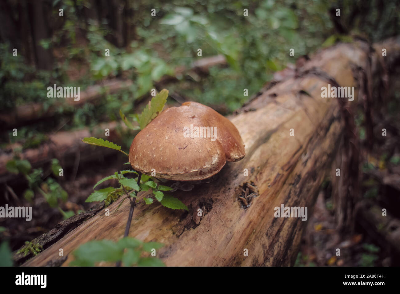 Un champignon (un type de boletus) est de plus en plus sur le tronc d'un arbre mort. La beauté d'automne vu dans le Grunewald, la forêt de la ville de Berlin, Allemagne. Banque D'Images