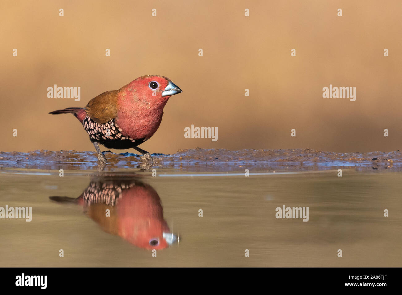 Une rose-throated twinspot rare est sur le point de boire de l'eau un bien dans Zimanga Private Game Reserve, Afrique du Sud Banque D'Images