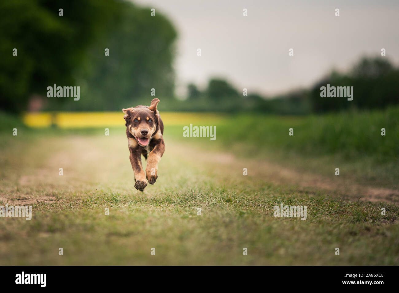 Promener son chien Banque D'Images