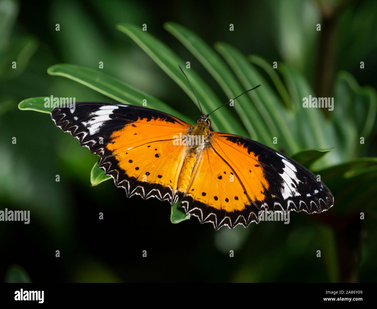 Papillon des ailes ouvertes Banque de photographies et d’images à haute — free download